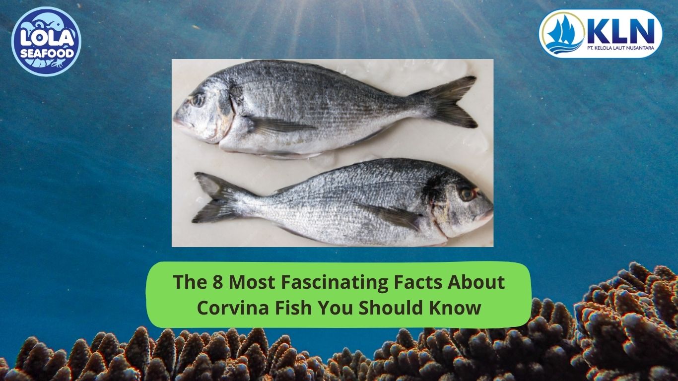 The 8 Most Fascinating Facts About Corvina Fish You Should Know